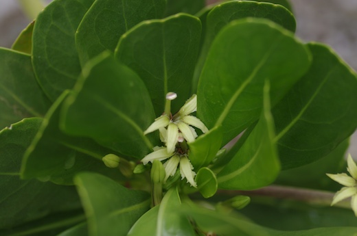 Naupata (Scaevola serica)