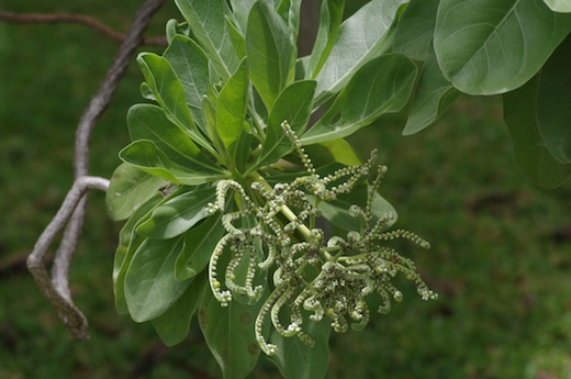 grappe de fleurs du Tahinu