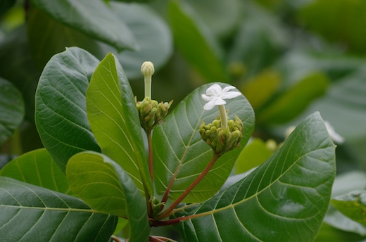 Tafano ou Kahaia (Guettera speciosa)