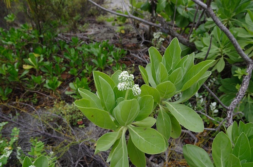 fleurs du Tahinu