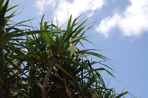 Pandanus et fleur la Hinano