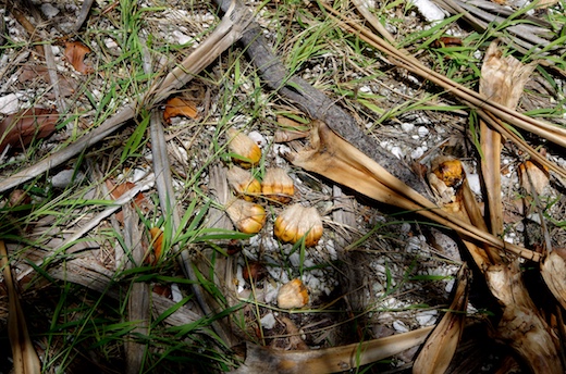 drupes de pandanus