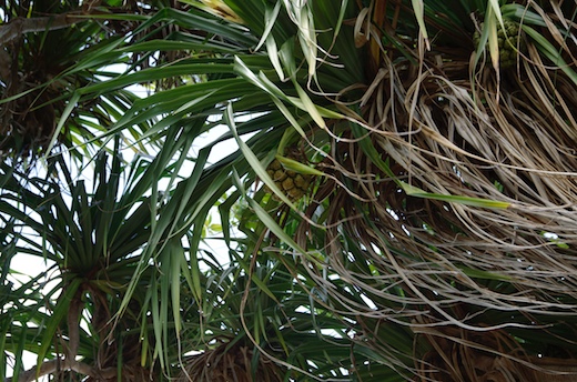 Pandanus :fruit composé de drupes