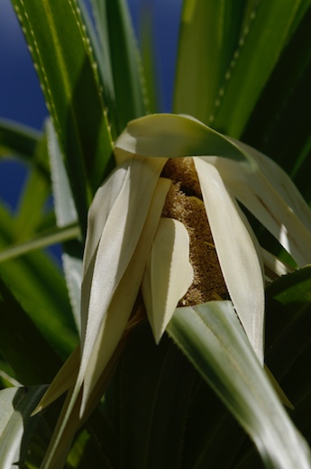 fleur du pandanus : Hinano