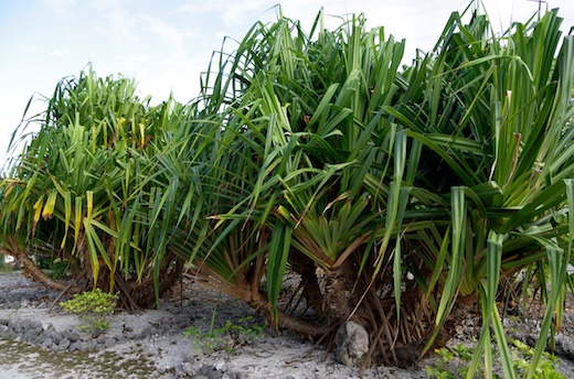 Pandanus