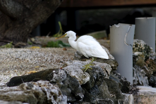 Aigrette sacrée