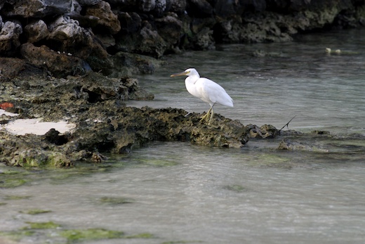 Aigrette sacrée