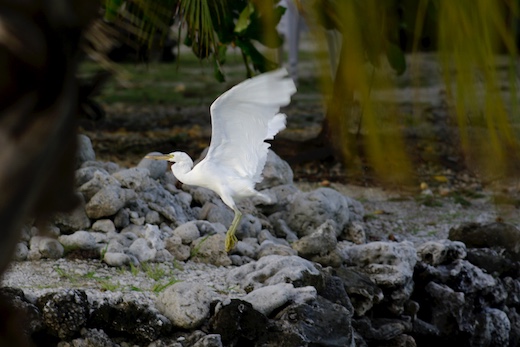 Aigrette sacrée