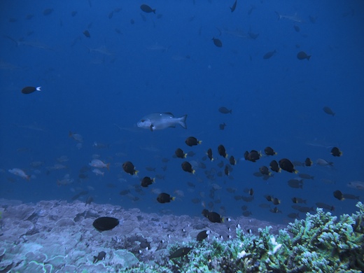 faune sous-marine