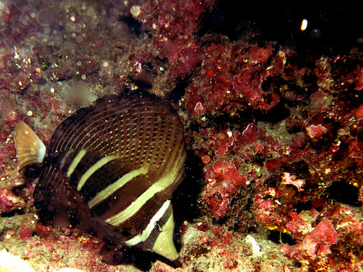 poisson chirurgien à voile ( Zebrasoma veliferum)